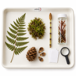 Plants without Flowers Lesson Set